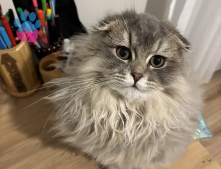 Oğluma eş arıyoruz :))