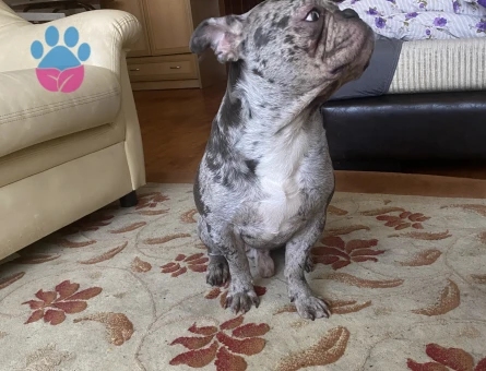 2 yaşındaki oğlumuz Ateş’e dişi arıyoruz