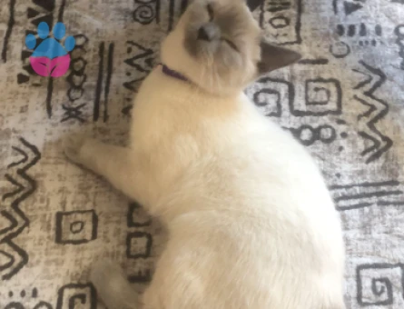 Bluepoint dişimize eş arıyoruz