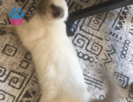 Bluepoint dişimize eş arıyoruz