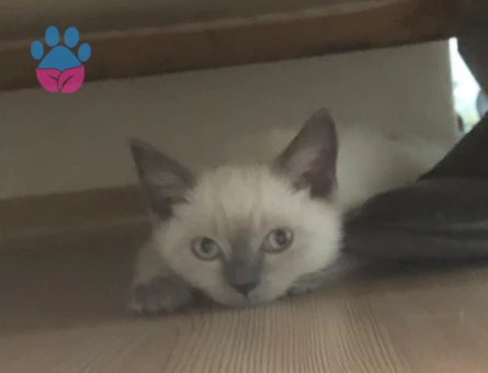 Bluepoint dişimize eş arıyoruz