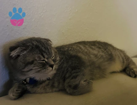 Mickie ye eş arıyoruz