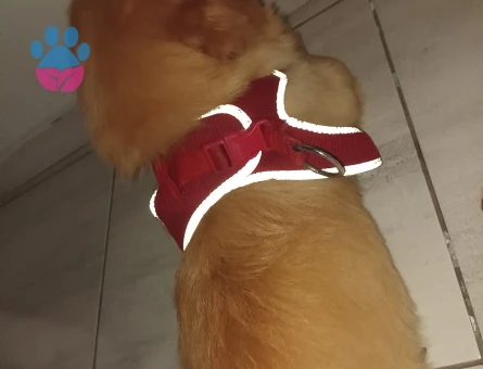 Çiftleştirmek istiyoruz