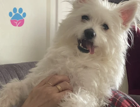 Bell erkek eş ariyor