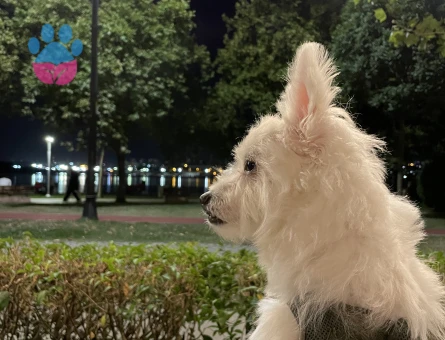 Bell erkek eş ariyor