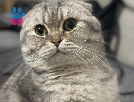 Miya bey’e eş arıyoruz