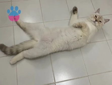 British Shorthair 3 Yaşında İlk Defa Anne Olacak