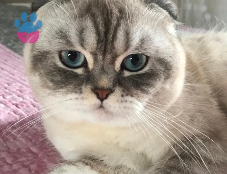 Scottish fold shorthair SCR li Erkek kedime acil eş arıyorum.