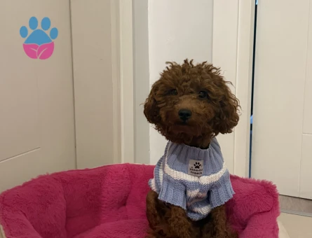 Toy Poodle 1,5 Yaşında Eş Arıyor