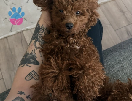 Toy Poodle 1,5 Yaşında Eş Arıyor