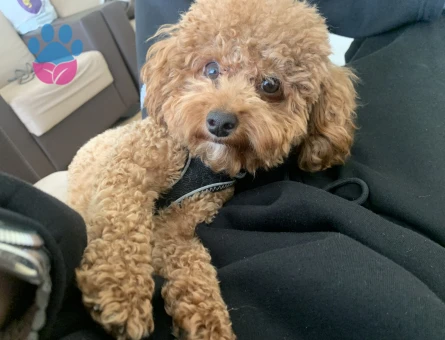 Toy Poodle 3,5 Kilo Dişi