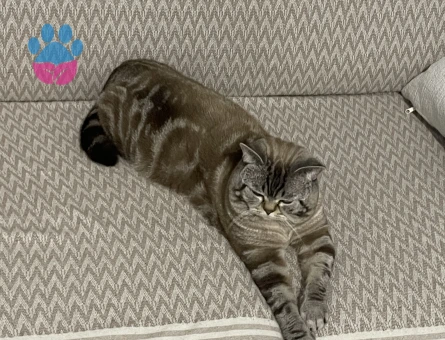 1,5 yaşında british Shorthair Kedim Eş Arıyor