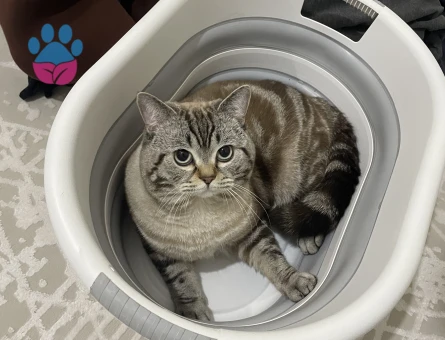 1,5 yaşında british Shorthair Kedim Eş Arıyor