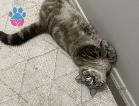 1,5 yaşında british Shorthair Kedim Eş Arıyor