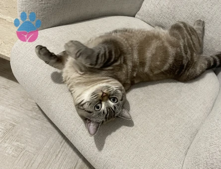 1,5 yaşında british Shorthair Kedim Eş Arıyor
