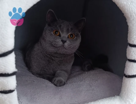 British Shorthair Gri Kedime Eş arıyoruz