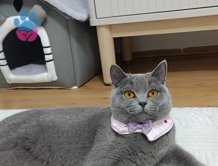 British Shorthair Gri Kedime Eş arıyoruz