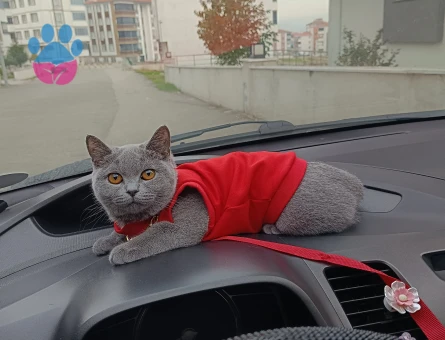 British Shorthair Gri Kedime Eş arıyoruz