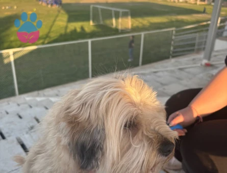 Güzel Kızım Tarçın'a eş arıyorum