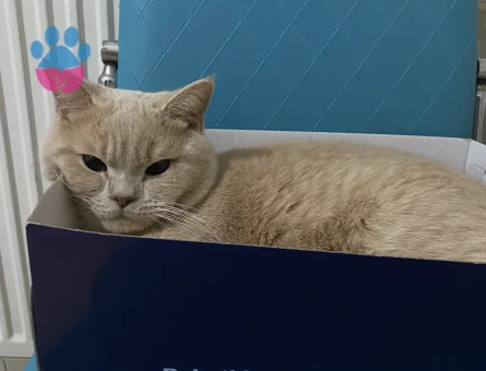 British Shorthair Dişi kedi arıyoruz