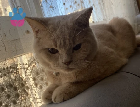 British Shorthair Dişi kedi arıyoruz