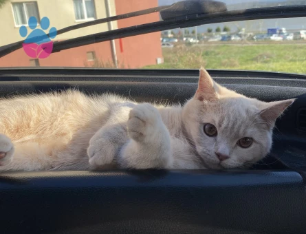 British Shorthair Dişi kedi arıyoruz