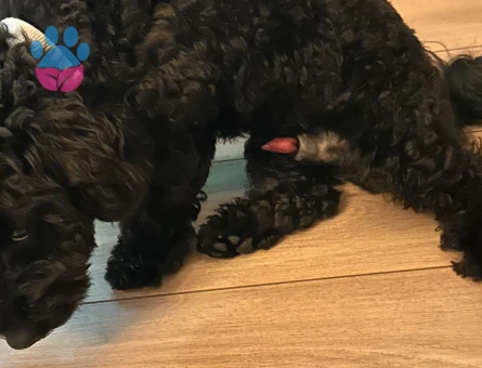 Poodle 10 Aylık Eş Arıyor