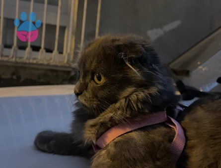 Scottish Fold Kedi Eş Aranıyor