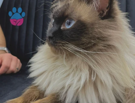 Yakışıklı oğluma eş arıyoruz