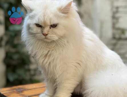 Oğluma arkadaş arıyoruz