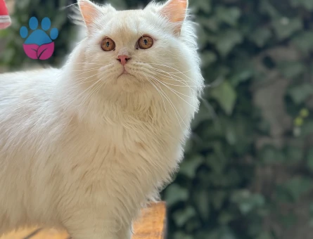 Oğluma arkadaş arıyoruz