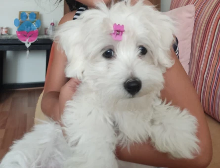 Kızımıza Eş arıyoruz. Toy poodle arıyoruz