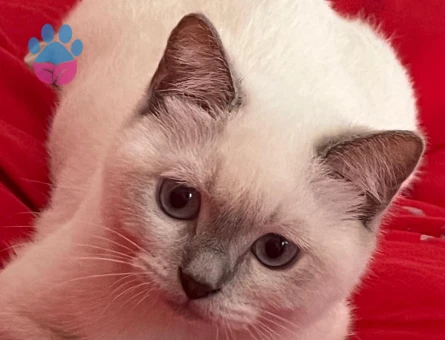 kızımız lülü için helal mama yemiş damat arıyoruz