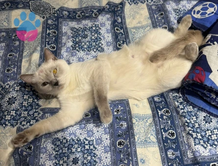 kızımız lülü için helal mama yemiş damat arıyoruz