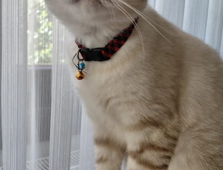 Scottish Fold Dişi Kedim Kızgınlıkta - 118984036