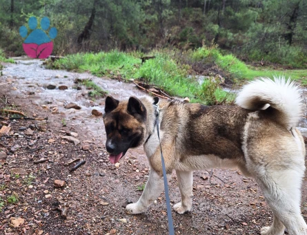 Amerikan akita 3 Yaşında Kızgınlıkta