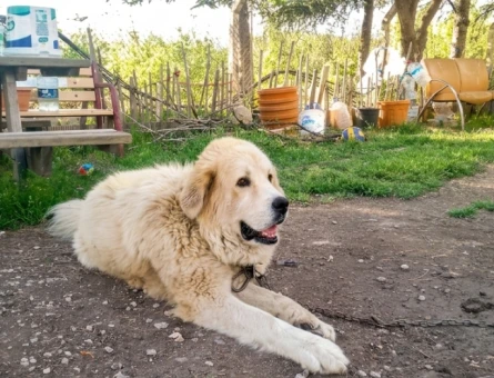 3 yaşında Anne golden Baba Kangal - 118984038