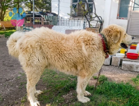 3 yaşında Anne golden Baba Kangal