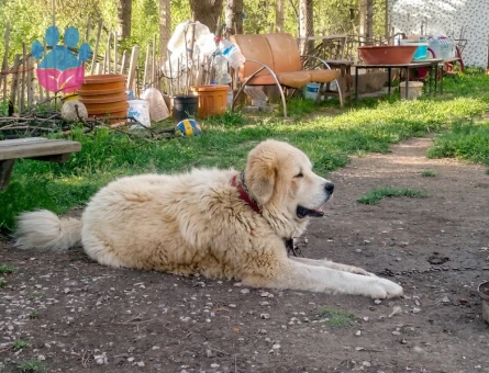 3 yaşında Anne golden Baba Kangal