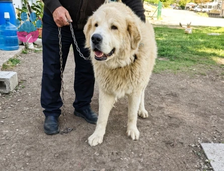 3 yaşında Anne golden Baba Kangal
