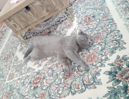 1 yaşında Scottish Fold Kedim Eş Arıyor - 118984039