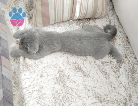 1 yaşında Scottish Fold Kedim Eş Arıyor