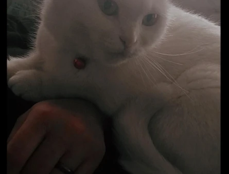 Scottish Fold Kızıma Damat Arıyorum - 118984041