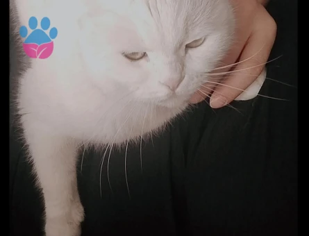 Scottish Fold Kızıma Damat Arıyorum