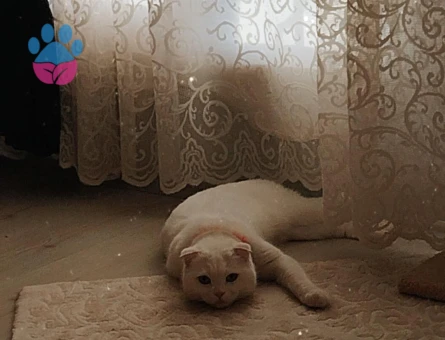 Scottish Fold Kızıma Damat Arıyorum