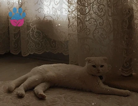 Scottish Fold Kızıma Damat Arıyorum