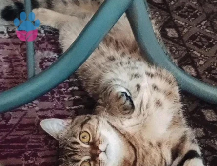 Scottish Fold Kızım İçin Acilen Eş Adayı Arıyorum