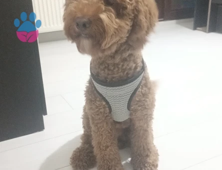 Oscara dişi ariyoruz