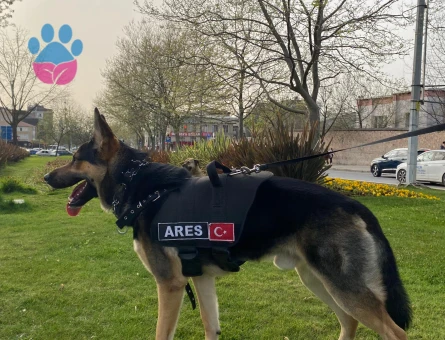 Safkan & Nadir Working Line GSD Ares'imize Dişi Eş Arıyoruz.