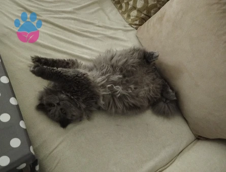 Oğlum Smoky'e eş arıyorum